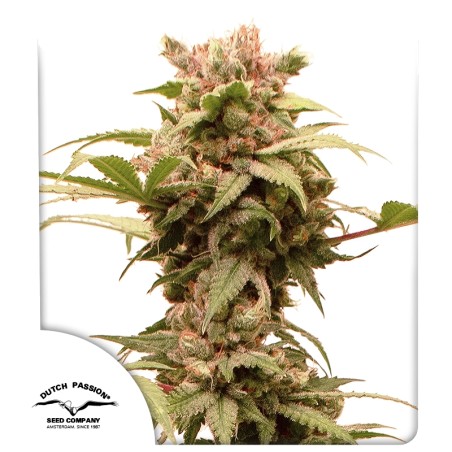 Auto CBG-Force®