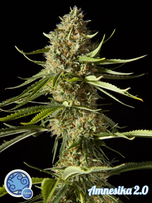 amnesika-2.0-image