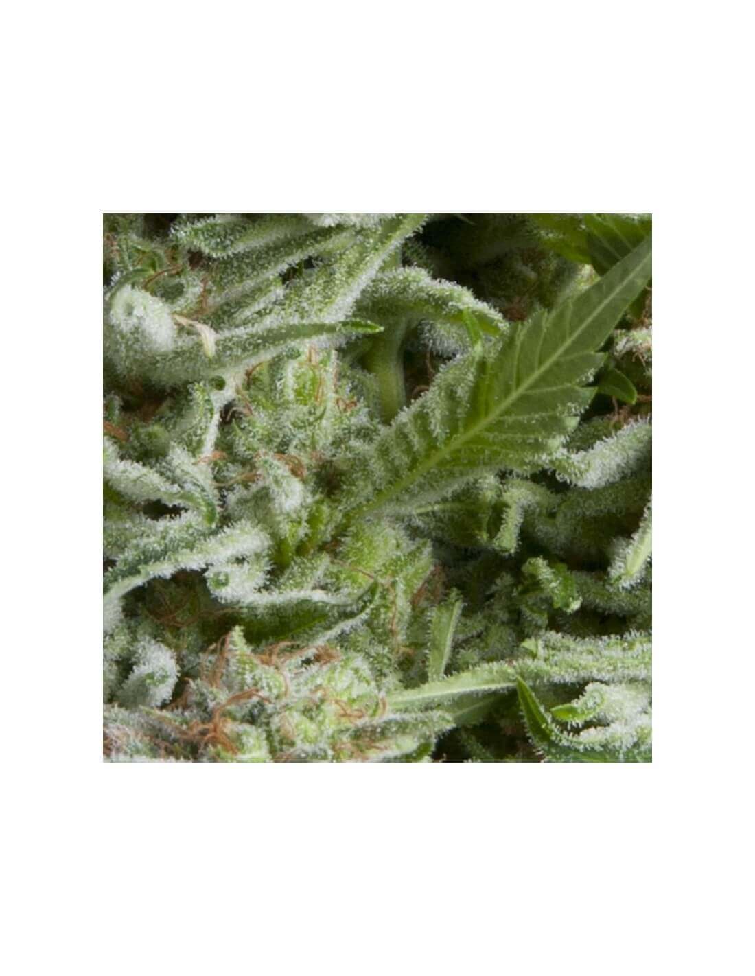 Auto Alpujarreña