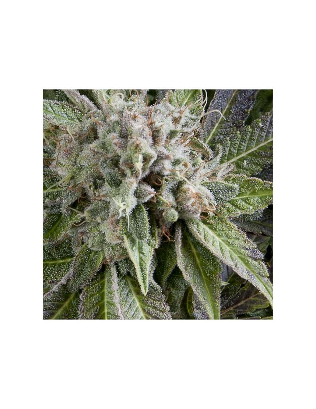 auto-blue-pyramid-image