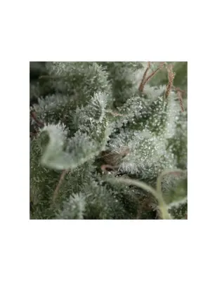 Auto Nefertiti
