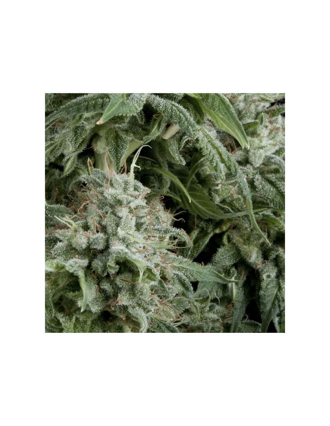 auto-northern-lights-image