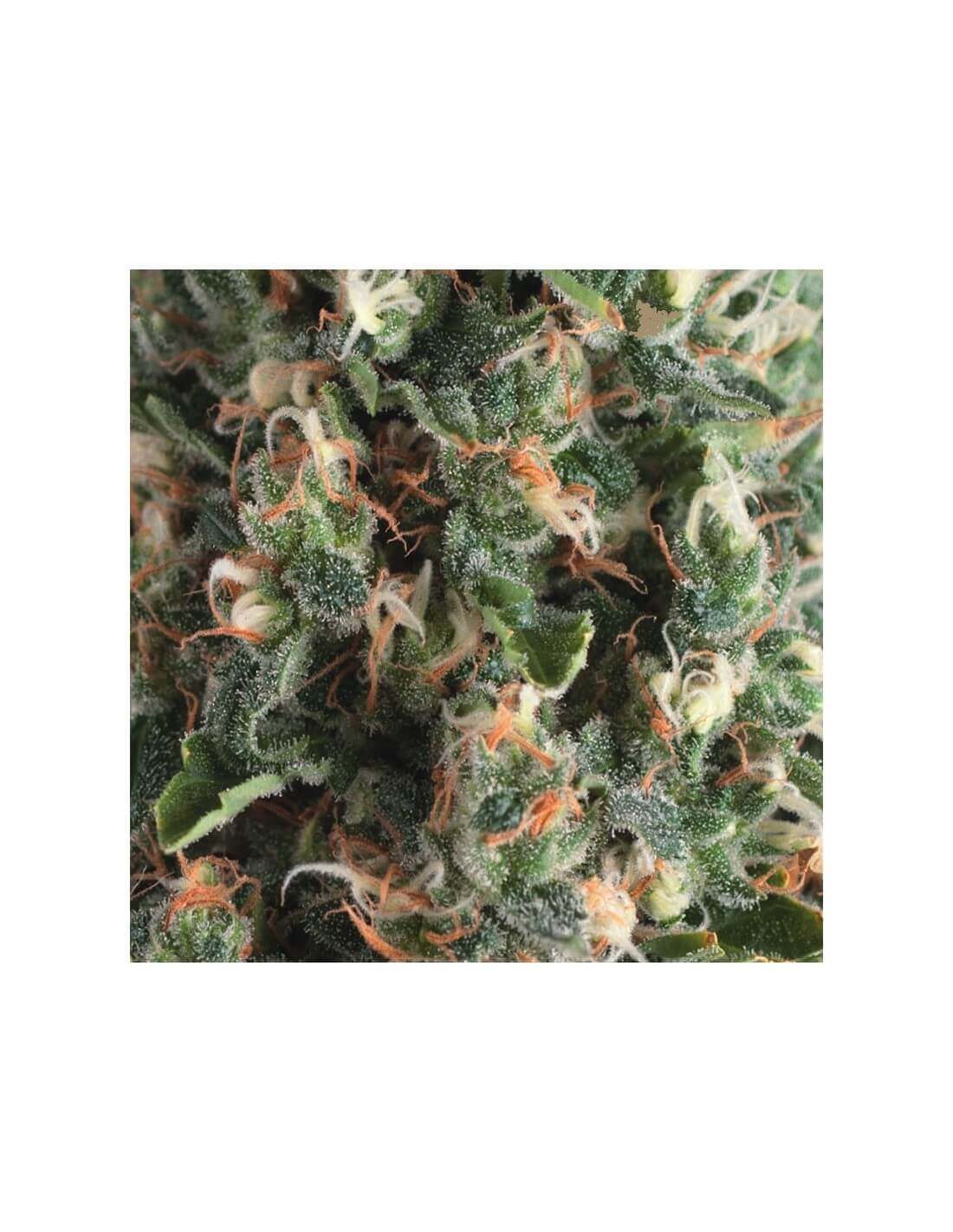 auto-super-og-kush-image