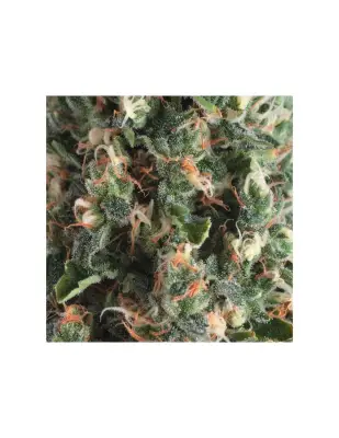 Auto Super OG Kush