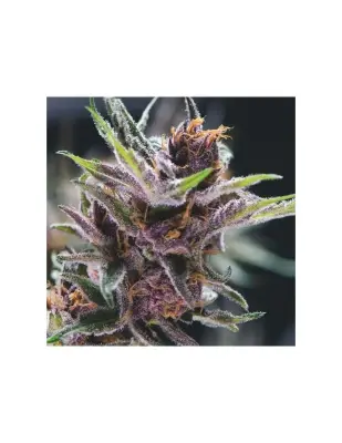 Black Cherry Punch