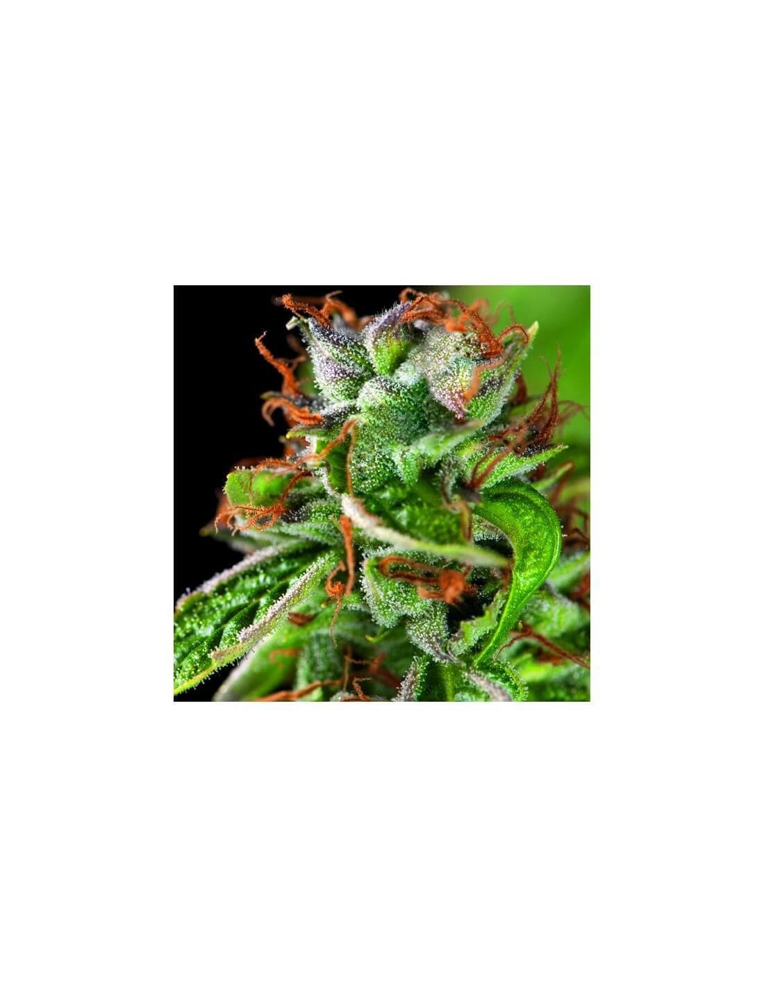 double-og-haze-image