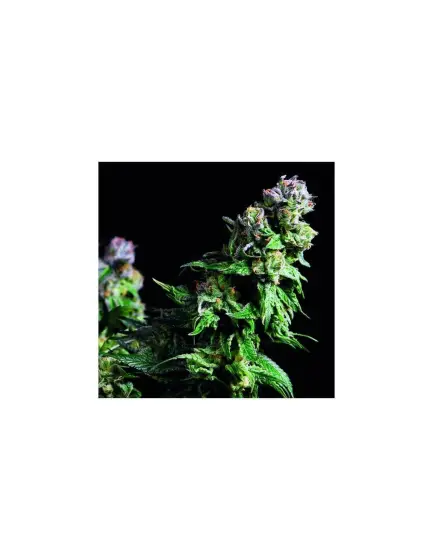Purple Urkle