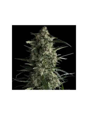 Galaxy CBD