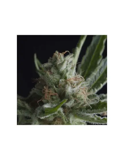 Shark CBD