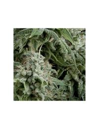 Auto Northern Lights CBD