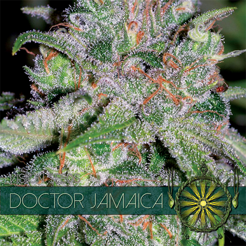 doctor-jamaica-image