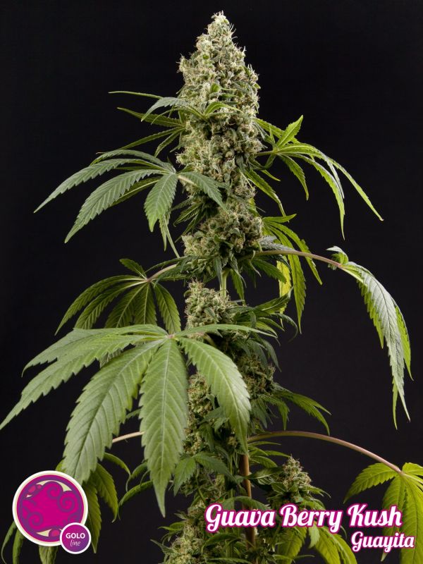 guava-berry-kush-guayita-image