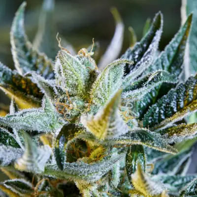 Afberry Auto