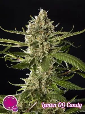 Lemon OG Candy