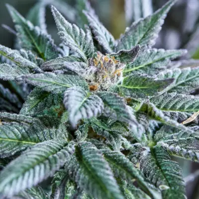 Berry Bonds Auto