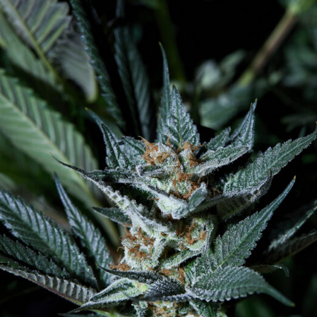 razzberry-gastank-auto-image