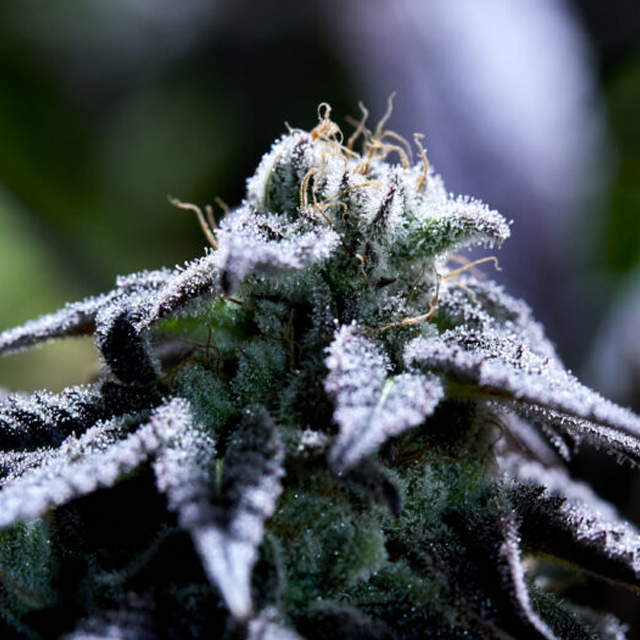 bulletproof-wallet-image