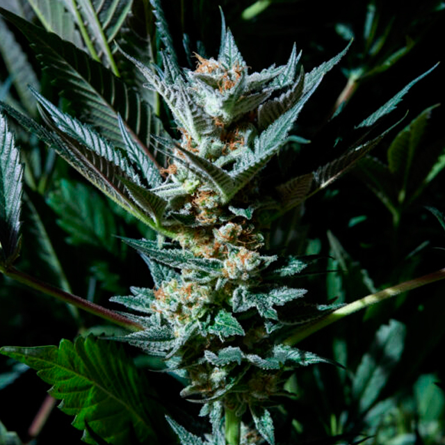 velvet-lushers-image