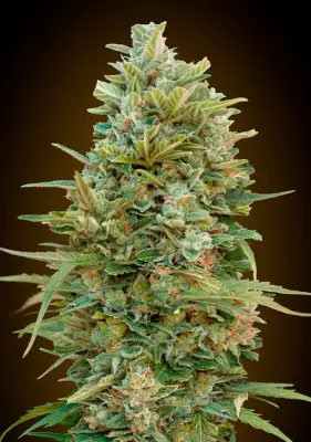 Auto Do-Si-Dos Cookies.