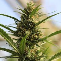 CannaBoom CBD+