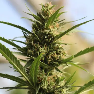 CannaBoom CBD+