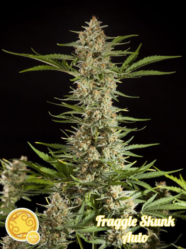 fraggle-skunk-auto-image