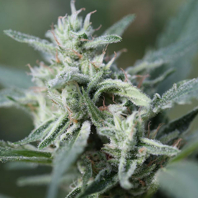 CannaFuel CBD+