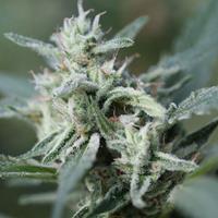 CannaFuel CBD+