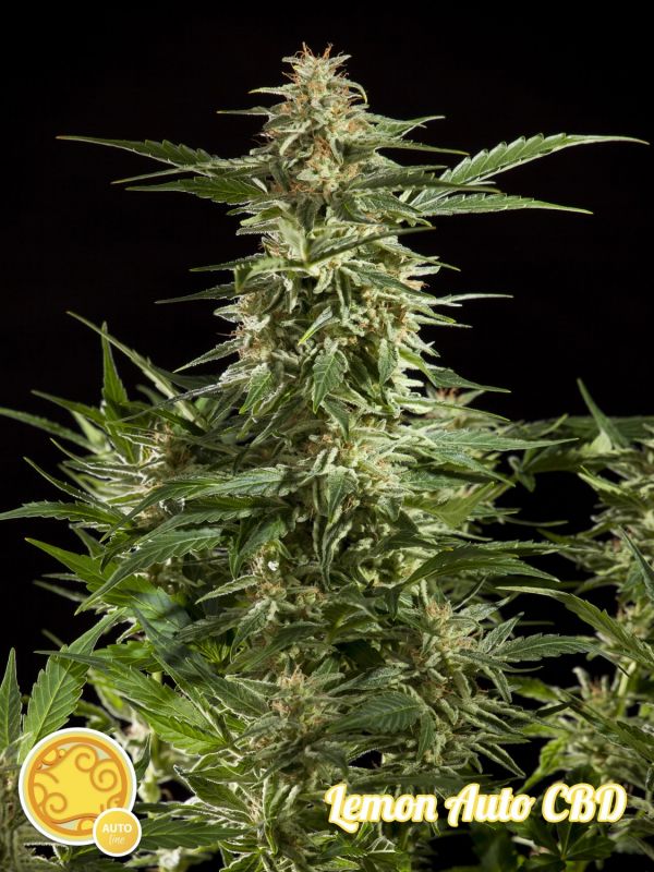 lemon-auto-cbd-image