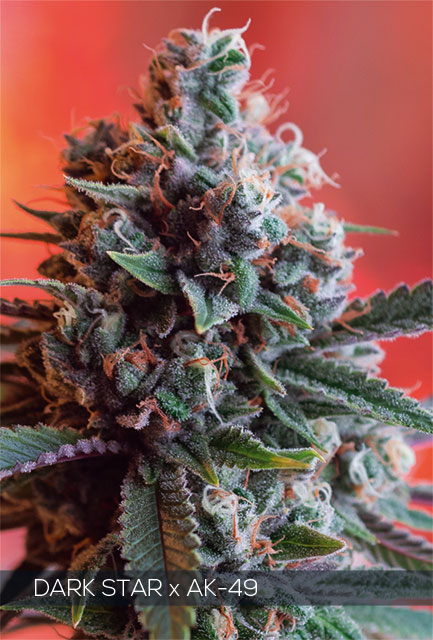 dark-star-x-ak-49-image