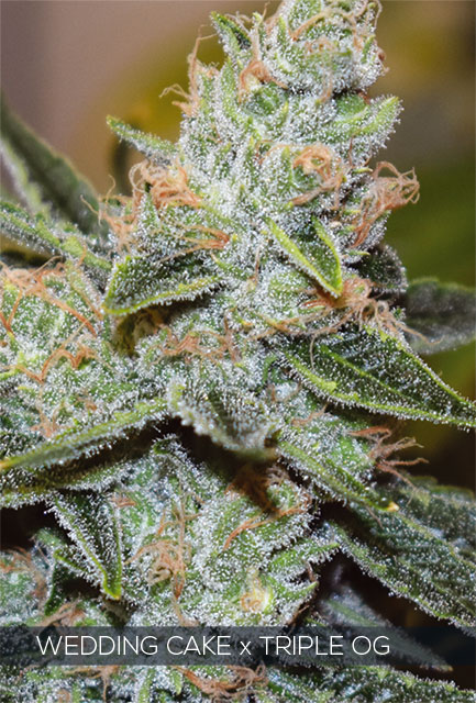 wedding-cake-x-triple-og-image