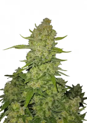 Papaya Cookies Auto™