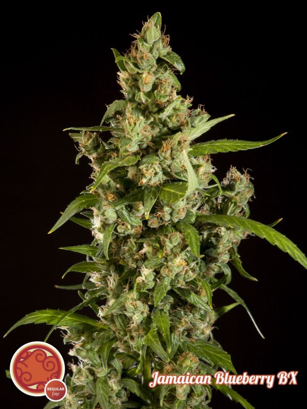 jamaican-blueberry-bx-image