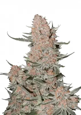 Ztrawberriez Auto