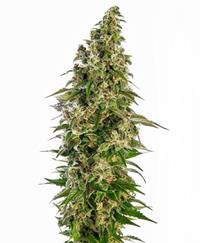 Afghani #1 Automatic