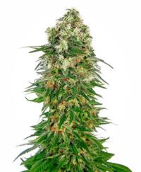 Shiva Skunk Automatic