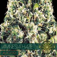 Amnesia Haze