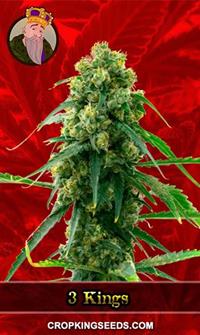 3 Kings Feminized