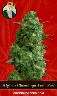 Afghan Chocolope Feminized Fast Version