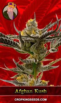Afghan Kush Feminized