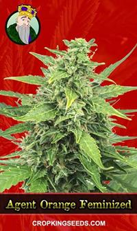 Agent Orange Feminized