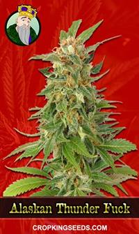 Alaskan Thunder Fuck Feminized