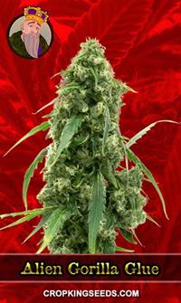 Alien Gorilla Glue Feminized