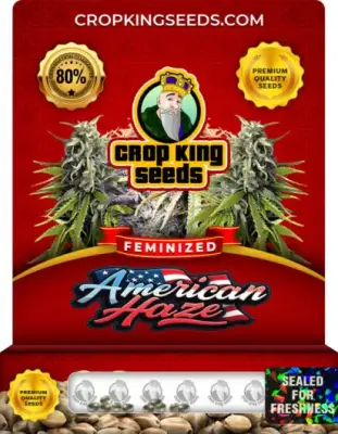 American Haze / California Haze Feminized