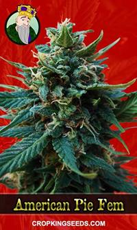 American Pie Feminized  Strain