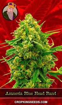 Amnesia Blue Head Band Feminized