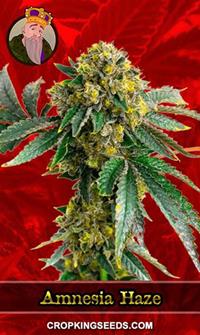 Amnesia Haze Feminized
