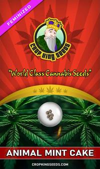 Animal Mint Cake Feminized