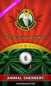 Animal Sherbert Feminized