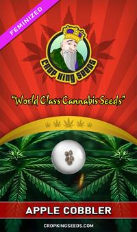 Apple Cobbler Feminized